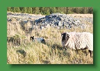 Connemara (251)